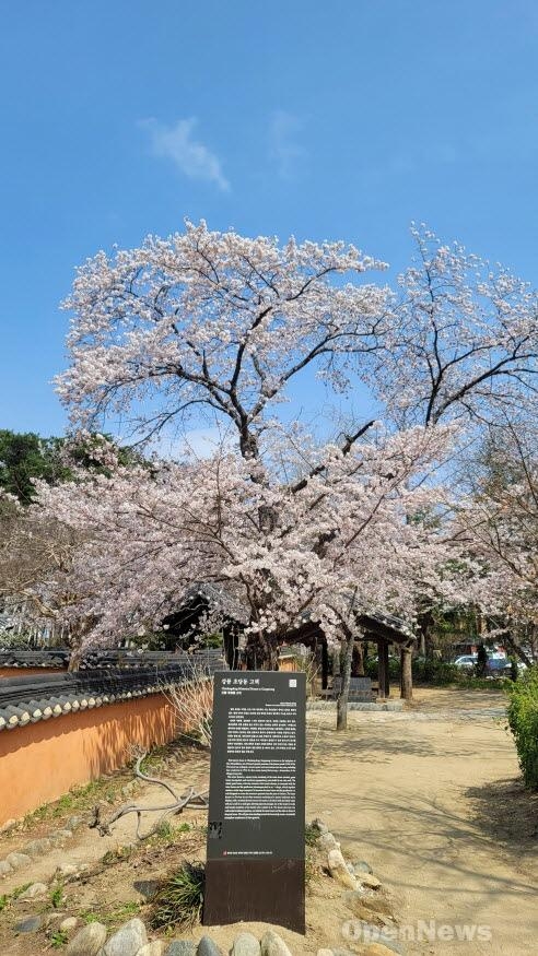 강릉 벚꽃 명소, 경포대·허균허난설헌 기념공원
