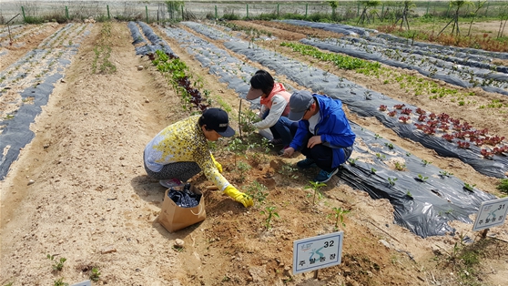 인천환경공단, 중구 영종도 친환경 주말농장 무료 분양 신청하세요!