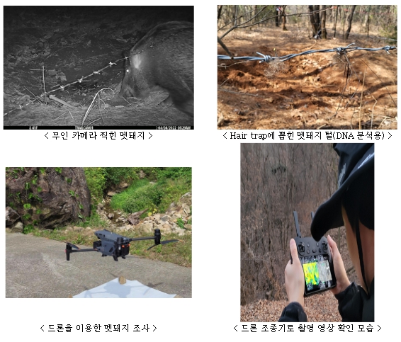 환경부, 전국 야생멧돼지 서식밀도 ㎢ 당 1.1마리