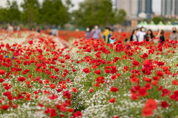 울산시, “태화강 국가정원 봄꽃축제 만끽하세요”