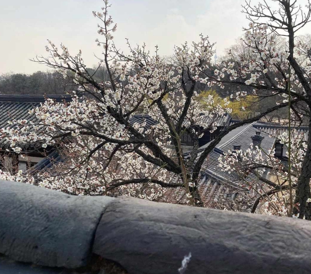 문화재청, 봄꽃 흐드러진 낙선재 후원의 문 열린다